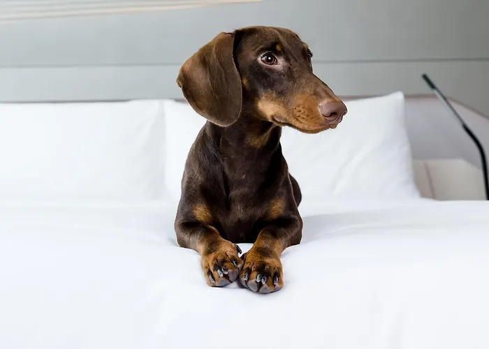 Hotel mit Pool: Hotel Melia Bilbao